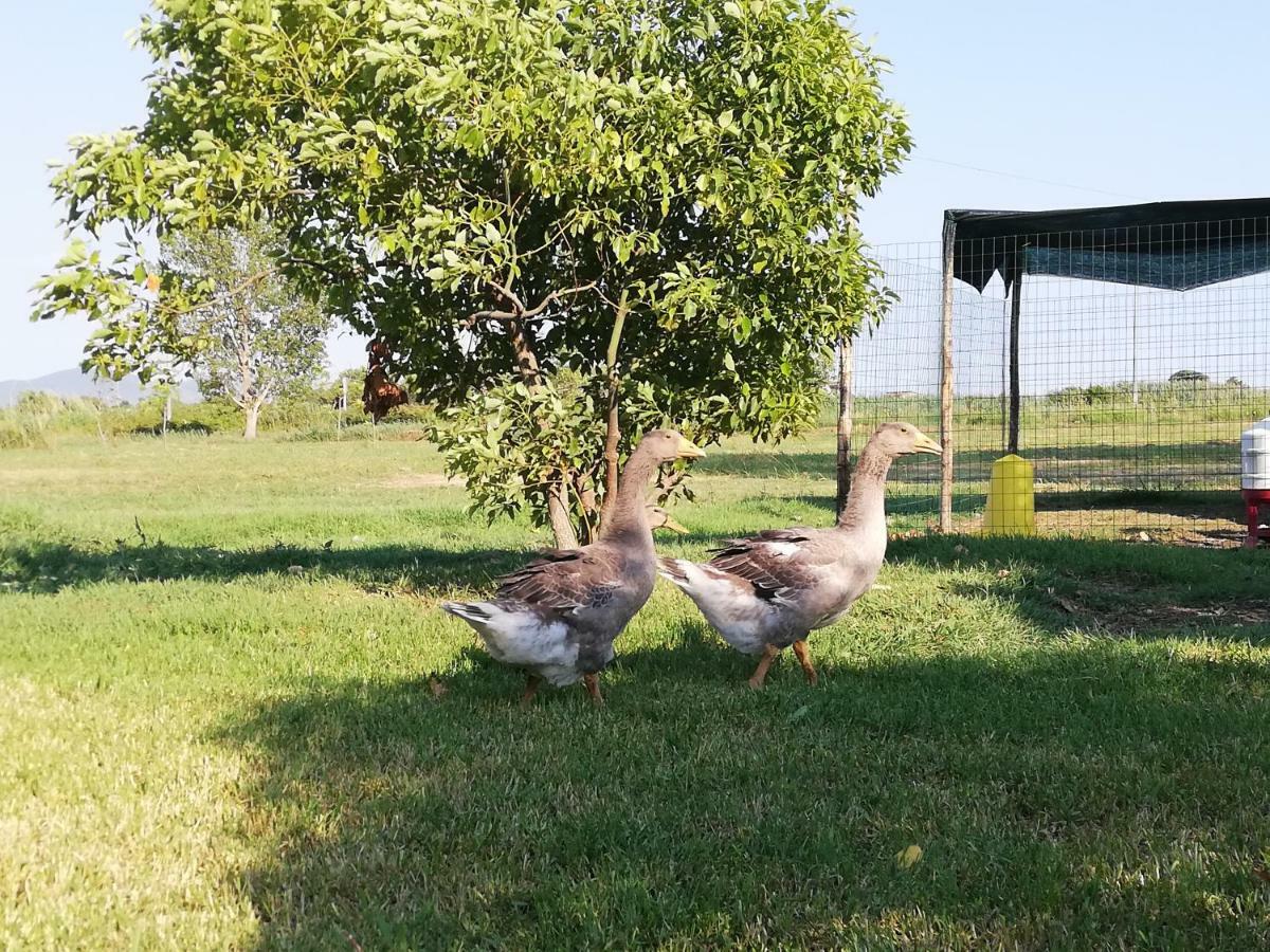 Agriturismo Le Folaghe Terracina Bagian luar foto
